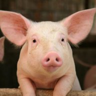 Pigzyy