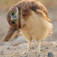 DawnValor