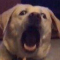 DistilledSloth