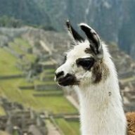 llama guy7271
