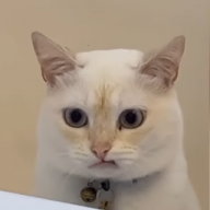 iLuanMF