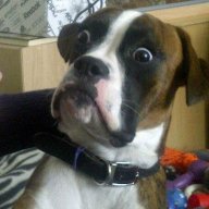 DoggyDimensions