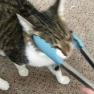 KittenLover72