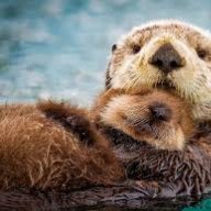 YourLocalOtter