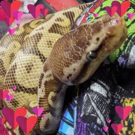 CrazyReptileGirl