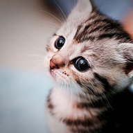 kitteness
