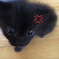merqcury