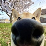 dogloafbread