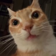 OrangeCatTeo