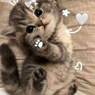 Sweetdreams245678