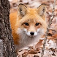 CrystalFoxOne