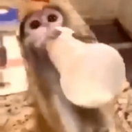 CaoBoyy