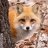 CrystalFoxOne